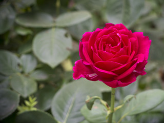 Red rose on a green background