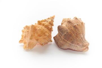 large seashells on a white background