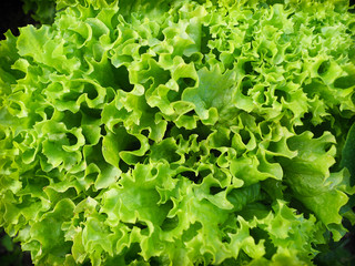 Green fresh salad in the garden