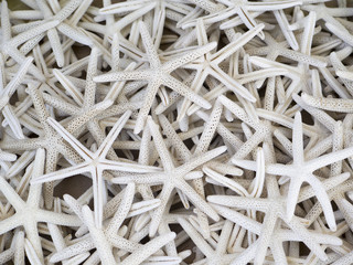 Sea stars as a natural background