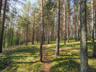 Trunks of trees in a pine forest. Bottom view. Pathway in the forest on a sunny day