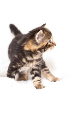 Chaton