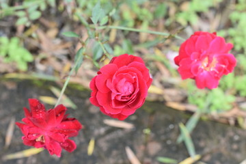 red rose