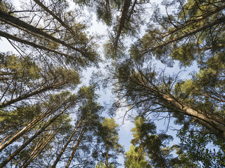 Bottom view of tall pines in evergreen forest against blue sky in background  in a sunny day..