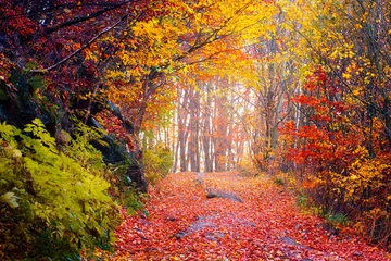 Foto auf Acrylglas Herbst Farbenfroher Herbstwald