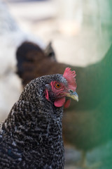 portrait of a hazel hen on the background of another