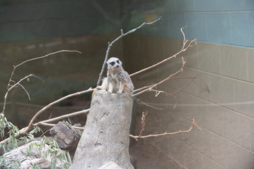 Animals of the Zoo - Meerkats
