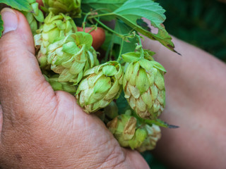 Naklejka na ściany i meble Branch of green fresh hop cones for beer and bread production in female hands