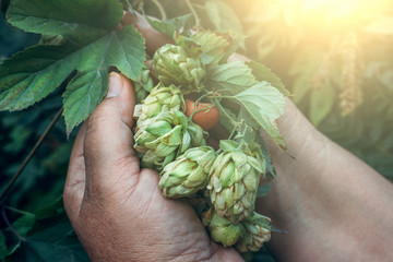Branch of green fresh hop cones for beer and bread production in female hands