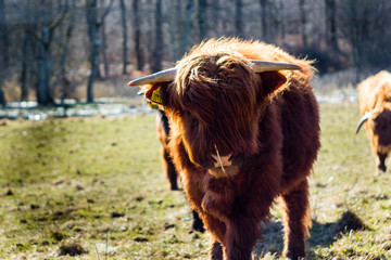 A beautiful cattle with cute hair.