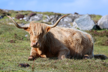 Highlandrind, North Uist, Hebriden