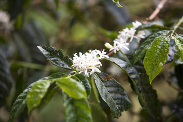 Coffee flowers