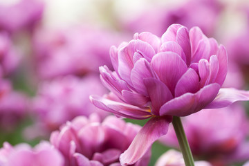 beautiful terry lilac tulips blooming in the park or in the garden