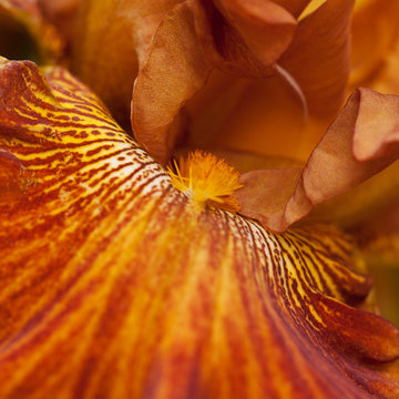 unusual bright tiger iris with a beautiful striped pattern on the petals