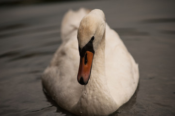 Obraz premium Одинокий Лебедь
