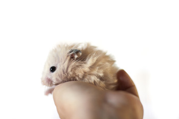 Fluffy hamster is held in the palms