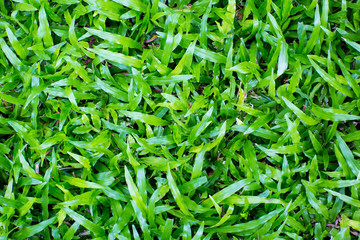 Green grass background texture. 