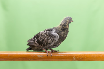 baby pigeons on a green background