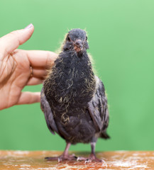 green, grass, background, bird, nature, black, dove, white, natural, one, animal, wildlife, child, body, house, close, hand, person, gentle