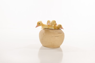 Cute baby Ducklings