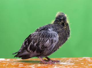 baby pigeons on a green background