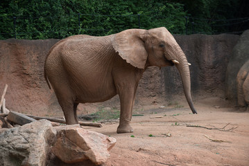 Animals of the Zoo - Elephants