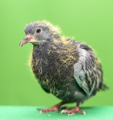 baby pigeons on a green background