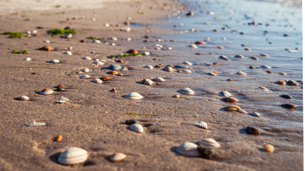 Washed shells in rippling waves along the summer at the Dutch North Sea beaches.