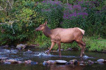 Elk Crossing Stream