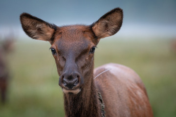 Young Elk
