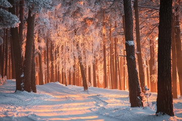 Winter forest