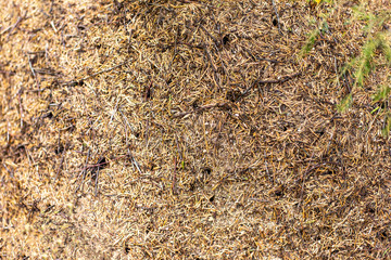 texture of spruce needles in the woods on an anthill
