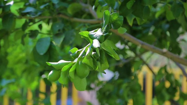Зеленый лимон висит на дереве с листьями на солнце