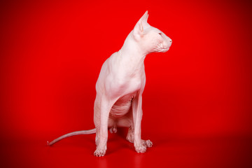 Don Sphinx cat on colored backgrounds