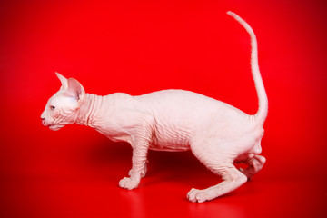 Don Sphinx cat on colored backgrounds