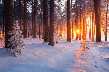 Naklejka premium Winter forest