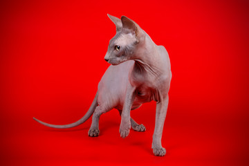 Don Sphinx cat on colored backgrounds