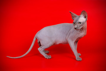 Don Sphinx cat on colored backgrounds