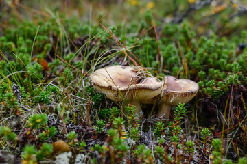 Small brown mushroom in a crowberry bushes in the finland forest