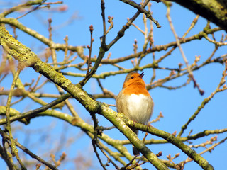 Rouge gorge sur sa branche