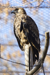 the golden eagle in the zoo