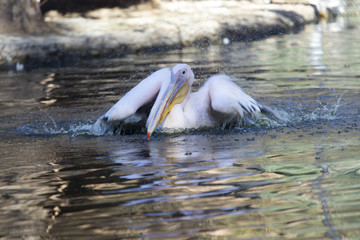 pelican at the zoo