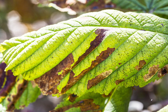 Close up damage to the leaves of the chestnut miner moth Cameraria ohridella.