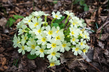 Bunch of primroses