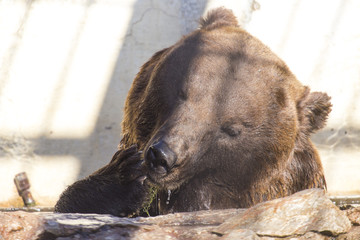 bear in the zoo, took pictures of a close distance