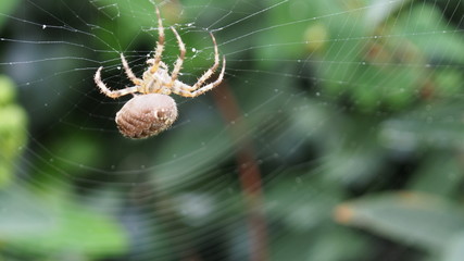 Gartenkreuzspinne im Netz