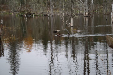 Fototapeta na wymiar Beaver in pond + tail slap