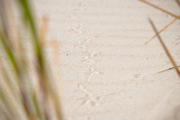 Print of bird's feet in the beach sand me waving dune grass and bright sunlight