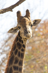 giraffe at the zoo