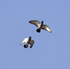flying dove on a blue sky